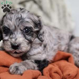 Ringo, Cavapoo Puppy